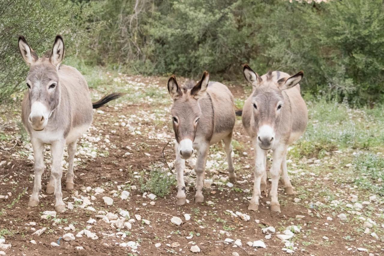 ווג Roulottes Et Cabanes De Saint Cerice מראה חיצוני תמונה