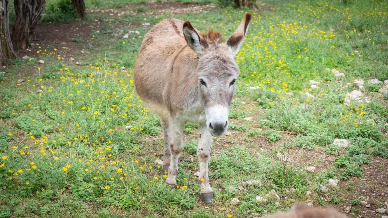 ווג Roulottes Et Cabanes De Saint Cerice מראה חיצוני תמונה
